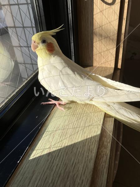 迷い鳥の写真