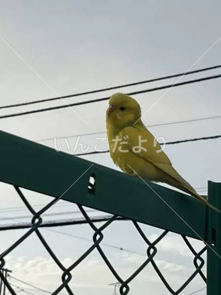 保護鳥の写真
