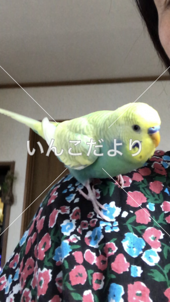 迷い鳥の写真