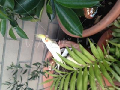 保護鳥の写真