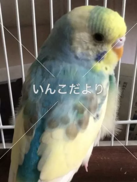 保護鳥の写真