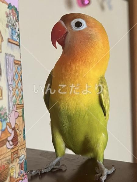 迷い鳥の写真