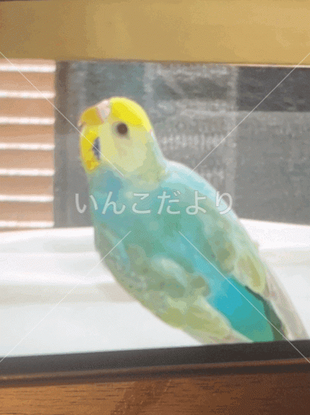 迷い鳥の写真