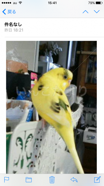 迷い鳥の写真