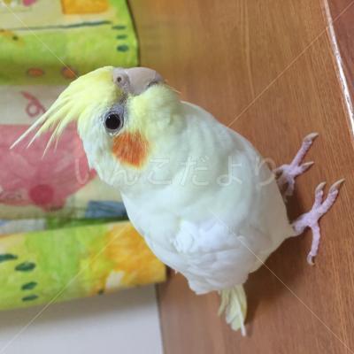迷い鳥の写真