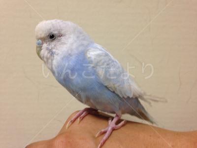 保護鳥の写真