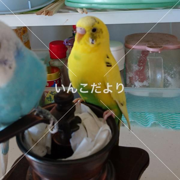 迷い鳥の写真