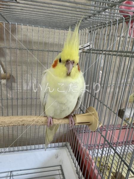 保護鳥の写真