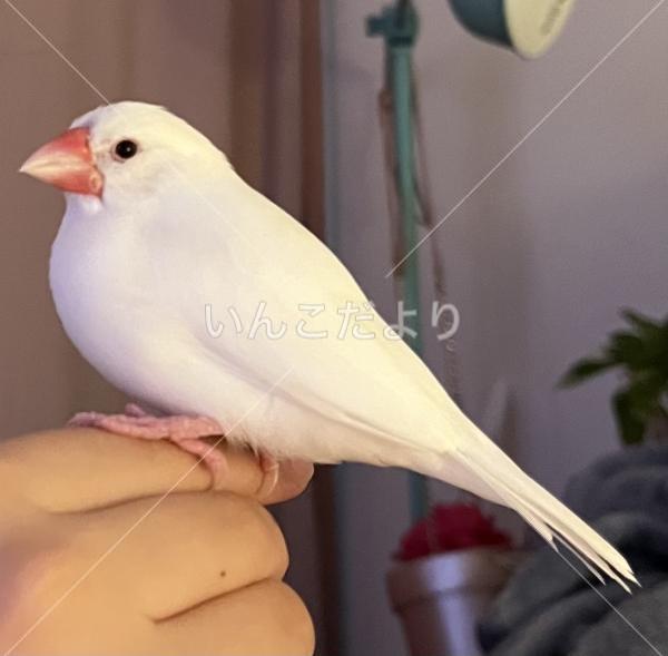 迷い鳥の写真