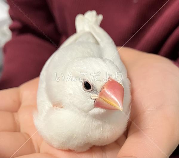 迷い鳥の写真