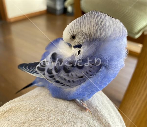 迷い鳥の写真