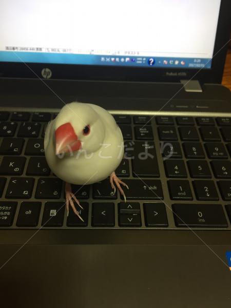 迷い鳥の写真