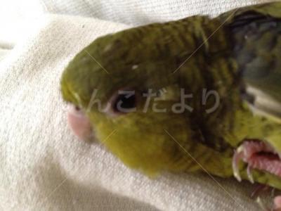 迷い鳥の写真