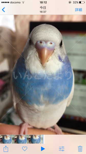 迷い鳥の写真