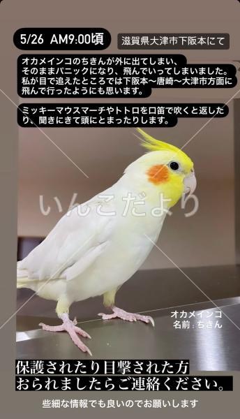 迷い鳥の写真