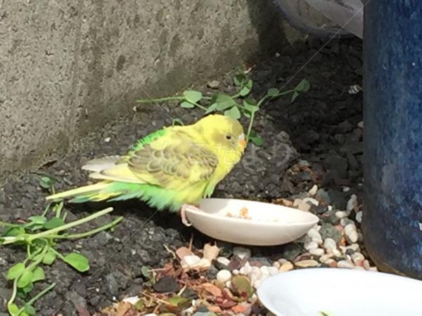 保護鳥の写真
