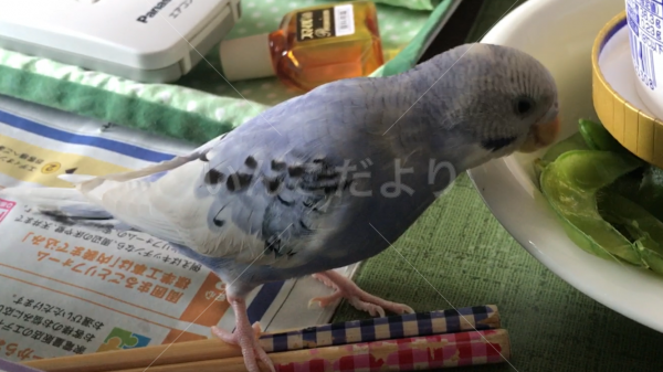 迷い鳥の写真