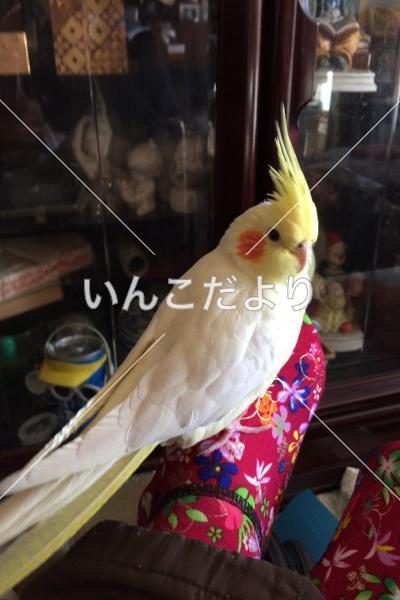 迷い鳥の写真