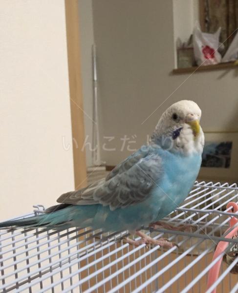 迷い鳥の写真