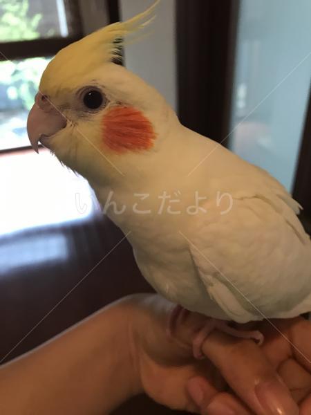 迷い鳥の写真