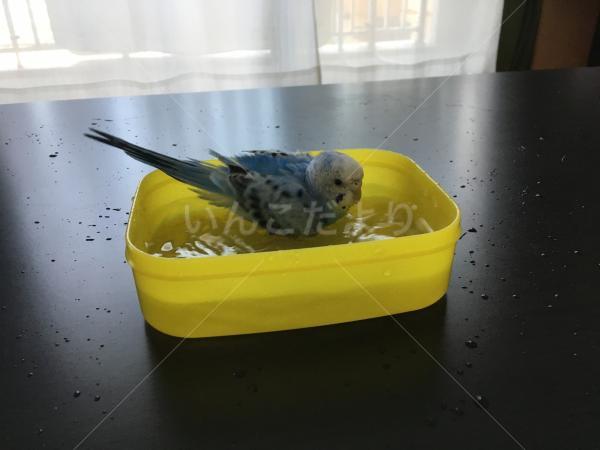 迷い鳥の写真