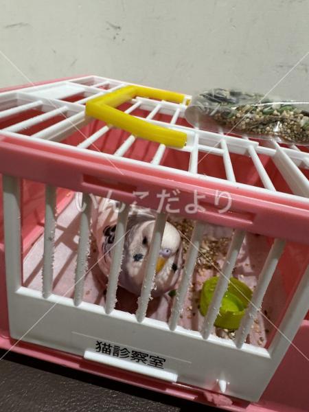 保護鳥の写真