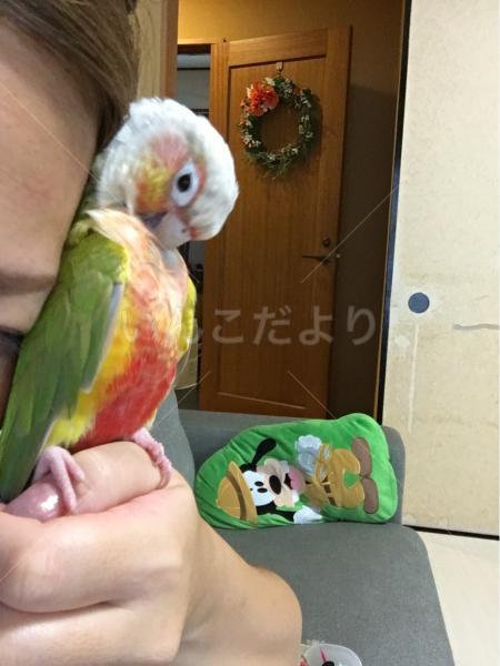 迷い鳥の写真