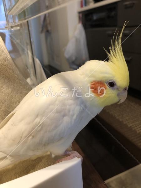 迷い鳥の写真