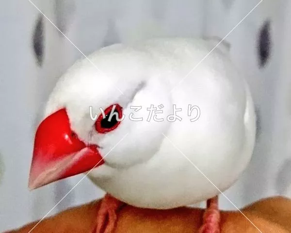 保護鳥の写真