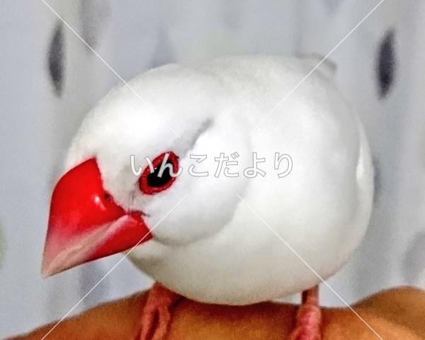 保護鳥の写真