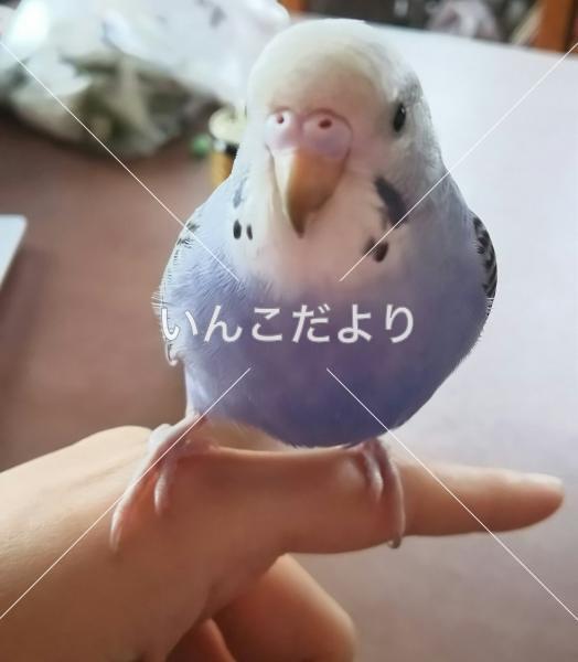 迷い鳥の写真