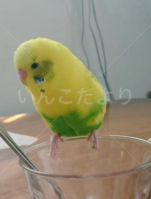 迷い鳥の写真