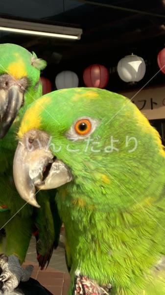 迷い鳥の写真