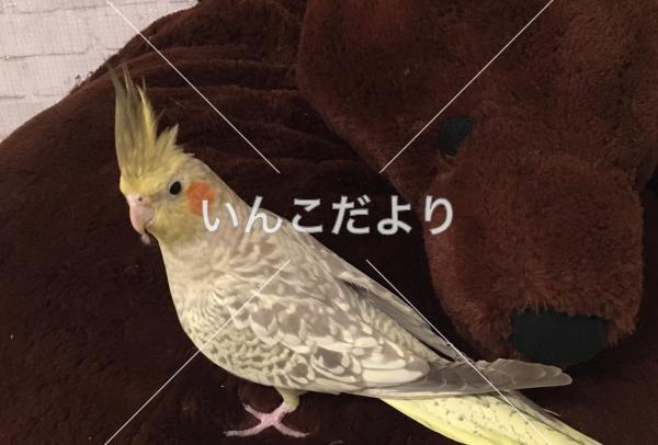 迷い鳥の写真
