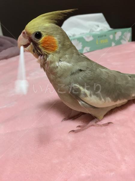 迷い鳥の写真