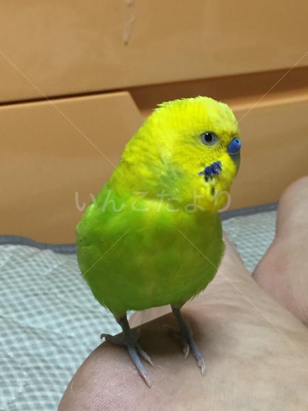 迷い鳥の写真