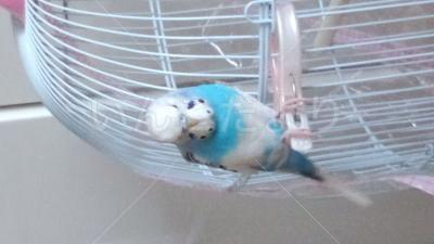迷い鳥の写真