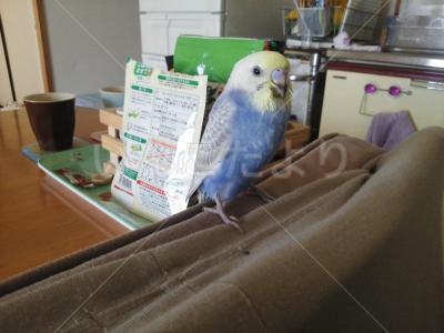 迷い鳥の写真