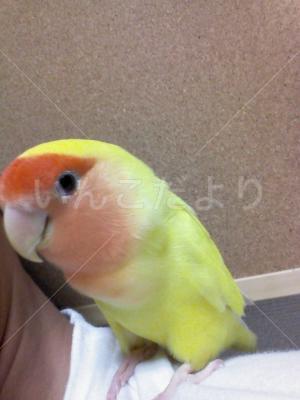 迷い鳥の写真