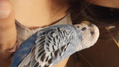 迷い鳥の写真