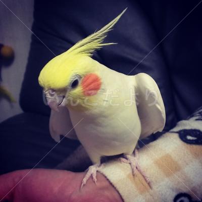 迷い鳥の写真