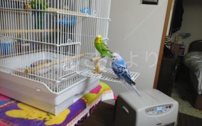 迷い鳥の写真