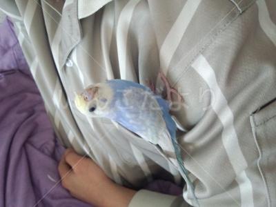 迷い鳥の写真