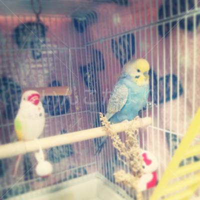迷い鳥の写真