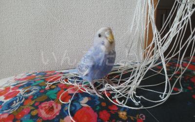 迷い鳥の写真