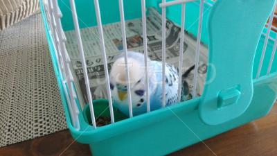 保護鳥の写真