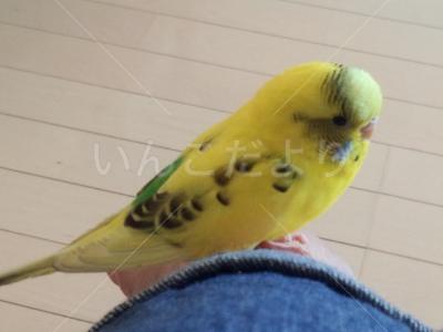 保護鳥の写真