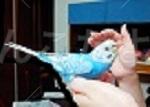 保護鳥の写真