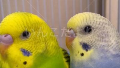迷い鳥の写真