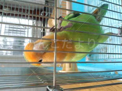 保護鳥の写真